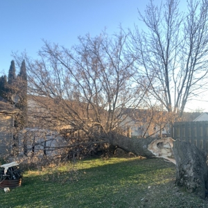 Photo of The Tree Meister