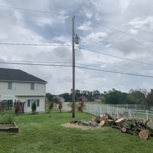 Photo of The Tree Meister