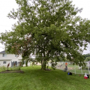 Photo of The Tree Meister