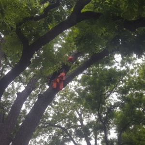 Round Rock Joe's Tree Care