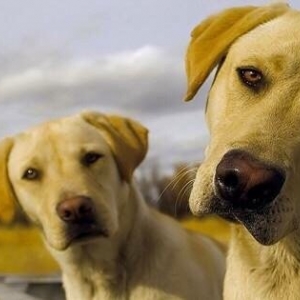 Photo of Twin Cities Dog Guard