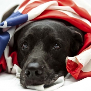 Photo of Twin Cities Dog Guard
