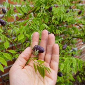 Photo of Native NY Gardens