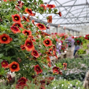 Photo of Dammann's Garden Center & Greenhouse
