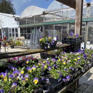 Photo of Dammann's Garden Center & Greenhouse