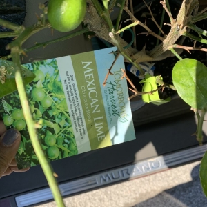 Photo of Dammann's Garden Center & Greenhouse