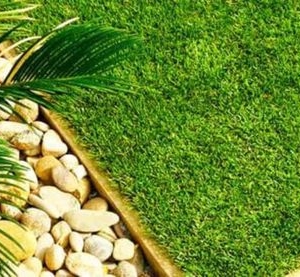 Photo of STARR Turf