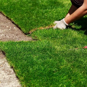Photo of STARR Turf