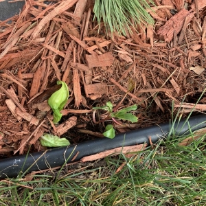 Photo of Buck Landscaping