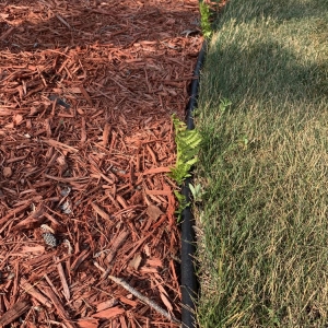 Photo of Buck Landscaping