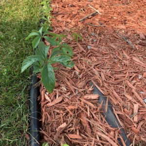 Photo of Buck Landscaping