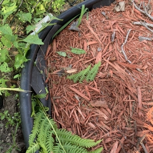 Photo of Buck Landscaping