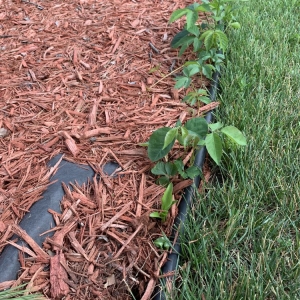 Photo of Buck Landscaping