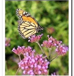 Photo of Pleasant View Gardens Inc