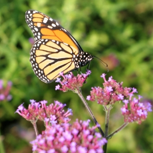 Photo of Pleasant View Gardens Inc
