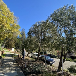 Photo of The Urban Arborist