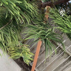 Photo of The Urban Arborist