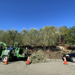 Photo of The Urban Arborist