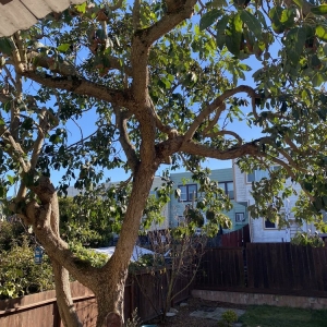 San Francisco The Urban Arborist