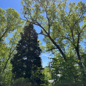 Photo of LaChance Tree Professionals