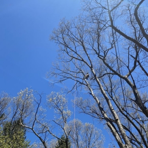 Photo of LaChance Tree Professionals