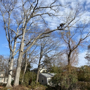Photo of LaChance Tree Professionals