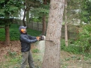 Photo of LaChance Tree Professionals