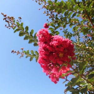 Photo of VS Roses Landscaping & Design