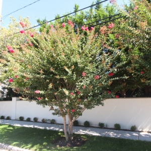 Photo of VS Roses Landscaping & Design
