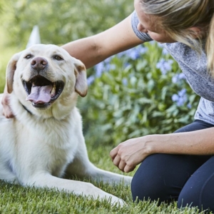 Photo of DogWatch of San Diego & Inland Empire