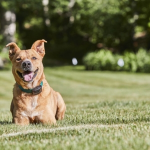 Photo of DogWatch of San Diego & Inland Empire