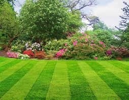 Photo of Sodfather's Lawn Care