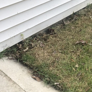 Photo of Simply Green Landscaping