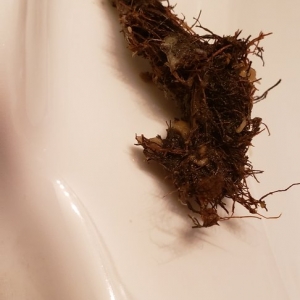 Photo of Aqua Plus Plumbing