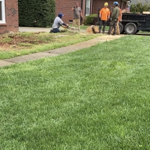 Photo of Waxhaw Tree Service
