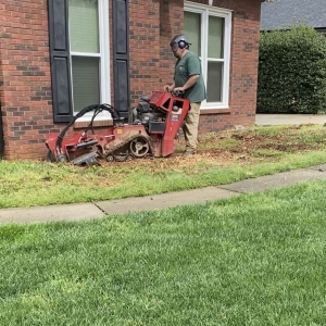 Photo of Waxhaw Tree Service