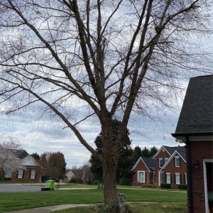Photo of Waxhaw Tree Service
