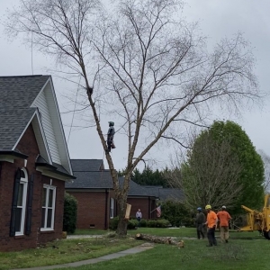 Photo of Waxhaw Tree Service