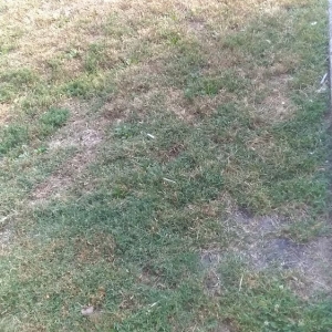 Nashville KW Lawn Care and More