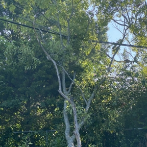 Photo of Ray's Tree Service