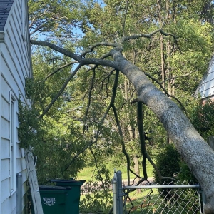 Photo of Ray's Tree Service