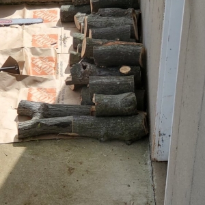 Photo of Ray's Tree Service