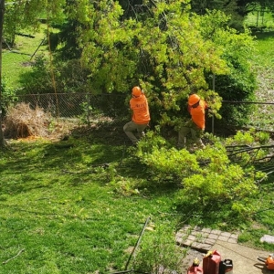 Photo of Ray's Tree Service