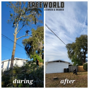 Middleburg Tree World