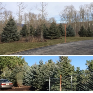 Photo of Cherry Brothers Landscape