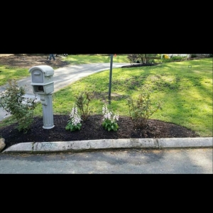 Photo of America's True Landscaping & Pressure Washing