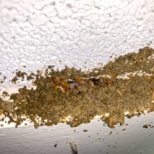 Photo of Cowleys Pest Services