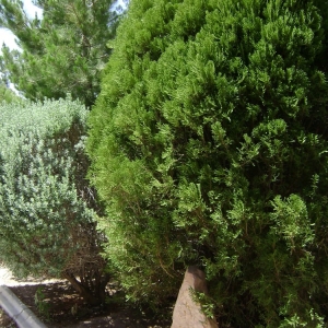 Photo of Perfection Landscape