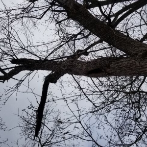 Photo of Coleman Lawn and Tree Services
