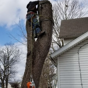 Photo of Coleman Lawn and Tree Services